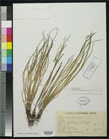 Holotype of Isoetes brasiliensis Fuchs, H.P. 1986 [family ISOETACEAE]