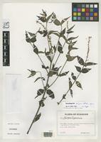 Isotype of Gonzalagunia exigua Stahl, B. 1999 [family RUBIACEAE]