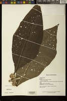 Filed as Aegiphila villosa (Aubl.) J.F. Gmel. [family LAMIACEAE]