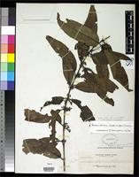 Isotype of Randia alveolata Elmer, A.D.E. 1934 [family RUBIACEAE]