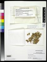 Holotype of Niebla undulata Spjut, R.W. 1996 [family RAMALINACEAE]
