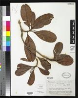 Isotype of Wallacea riparia Gleason, H.A. & Smith, A.C. 1936 [family OCHNACEAE]