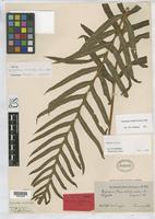 Isotype of Polypodium rubidum Kunze, G. 1848 [family POLYPODIACEAE]