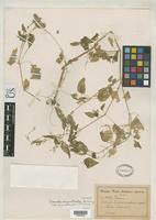 Isosyntype of Irenella chrysotricha Suessenguth, K. 1934 [family AMARANTHACEAE]