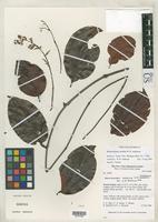 Isotype of Banisteriopsis carolina Anderson, W.R. 1999 [family MALPIGHIACEAE]