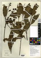 Isotype of Stockwellia quadrifida Carr, D.J. & et al. 2002 [family MYRTACEAE]