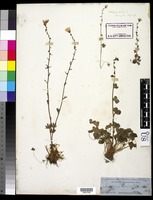 Saxifraga cernua L. [family SAXIFRAGACEAE]