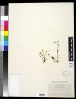 Saxifraga rivularis L. [family SAXIFRAGACEAE]