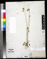 Parnassia parviflora DC. [family SAXIFRAGACEAE]