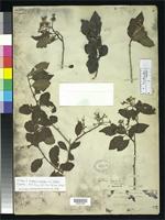 Isotype of Crataegus pubescens var. botteri Eggleston, W.W. 1909 [family ROSACEAE]