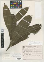 Isotype of Cordia hatschbachii Miller, J.S. 2001 [family BORAGINACEAE]