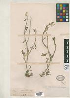 Filed as Oxygonum delagoense var. robustum Kuntze, O. 1898 [family POLYGONACEAE]