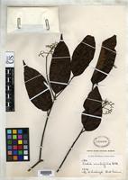 Isotype of Cordia scabrifolia Candolle, A.L.P.P. de 1845 [family BORAGINACEAE]