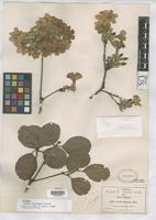 Syntype of Cordia morelosana Standley, P.C. 1924 [family BORAGINACEAE]