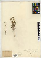 Syntype of Phacelia ciliata var. mexicana Engler, H. G. A. 1913 [family HYDROPHYLLACEAE]