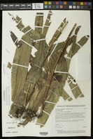 Filed as Microsorum membranifolium (R. Br.) Ching [family POLYPODIACEAE]
