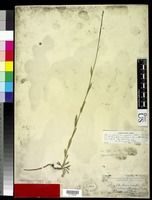 Isosyntype of Arabis lyallii Watson, S. 1876Hopkins, M. 1937 [family BRASSICACEAE]