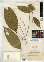 Isotype of Aphania dasypetala Radlkofer, L. A. 1922 [family SAPINDACEAE]