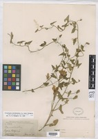 Calystegia occidentalis subsp. fulcrata (A. Gray) Brummitt [family CONVOLVULACEAE]