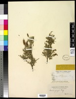 Acacia greggii A. Gray [family FABACEAE]