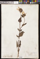 Helianthus annuus L. [family ASTERACEAE]