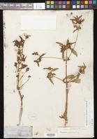 Flaveria trinervia (Spreng.) C. Mohr [family ASTERACEAE]