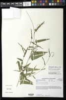 Pterococcus africanus (Sond.) Pax & K. Hoffm. [family EUPHORBIACEAE]