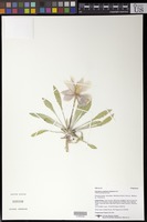 Oenothera cespitosa Nutt. subspecies cespitosa [family ONAGRACEAE]