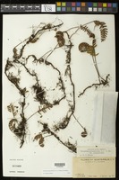 Pleopeltis polypodioides (L.) E.G. Andrews & Windham [family POLYPODIACEAE]