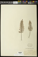 Pleopeltis polypodioides (L.) E.G. Andrews & Windham [family POLYPODIACEAE]