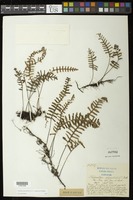 Pleopeltis polypodioides (L.) E.G. Andrews & Windham [family POLYPODIACEAE]