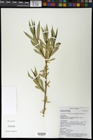 Salix boothii Dorn [family SALICACEAE]