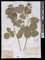Rubus vestitus Weihe [family ROSACEAE]