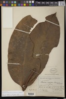 Holotype of Rheedia magnifolia Pittier [family CLUSIACEAE]