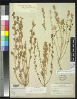 Holotype of Chenopodium pallidicaule Aellen, P. 1929 [family CHENOPODIACEAE]