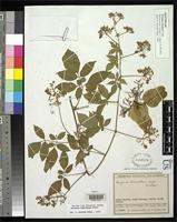 Isotype of Serjania schultesii Cuatrecasas, J. 1952 [family SAPINDACEAE]