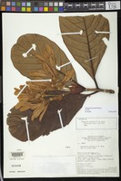 Isotype of Gleasonia prancei B.M. Boom [family RUBIACEAE]