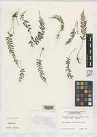 Isotype of Asplenium filipes Copeland, E.B. 1908 [family ASPLENIACEAE]
