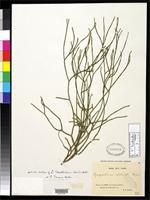 Isotype of Lycopodium fargesii Herter, W.G. 1909 [family LYCOPODIACEAE]