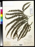 Filed as Adiantum myriosorum Baker, J.G. 1898 [family ADIANTACEAE]