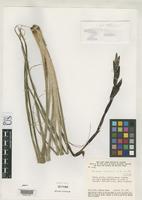 Holotype of Vriesea mitoura Smith, L.B. 1969 [family BROMELIACEAE]