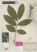 Isotype of Harpullia weinlandii Schumann, K.M. 1905 [family SAPINDACEAE]
