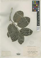 Isotype of Maytenus clarendonensis Britton, N.L. 1912 [family CELASTRACEAE]