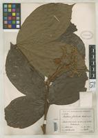 Isotype of Paullinia fimbriata Radlkofer, L.A.T. 1905 [family SAPINDACEAE]