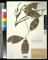 Isotype of Paullinia integra Cuatrecasas, J. 1952 [family SAPINDACEAE]