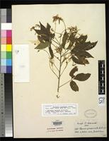 Isotype of Thouinia acuminata Watson, S. 1890 [family SAPINDACEAE]