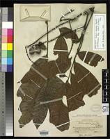 Holotype of Talisia nervosa Radlkofer, L.A.T. 1914 [family SAPINDACEAE]
