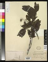 Isotype of Alectryon fuscus Radlkofer, L.A.T. 1914 -1913 [family SAPINDACEAE]