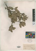 Isosyntype of Quebrachia morongii Britton, N.L. 1892 [family ANACARDIACEAE]