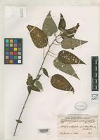 Isosyntype of Acalypha amblyodonta var. villosa Mueller Argoviensis, J. 1874 [family EUPHORBIACEAE]